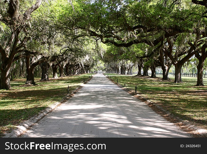 Famous Avenue of Oaks at Boone Hall Plantation in Mt. Pleasant, South Carolina