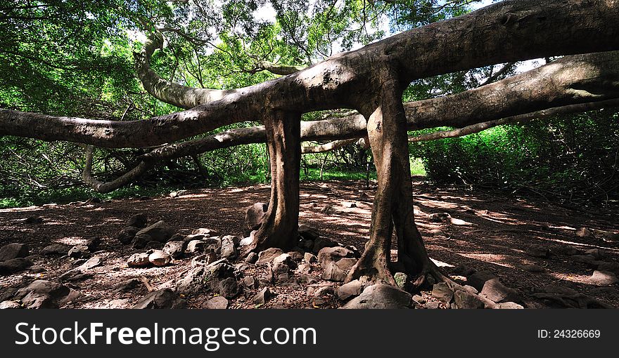 Banyan Tree Maui, Hawaii