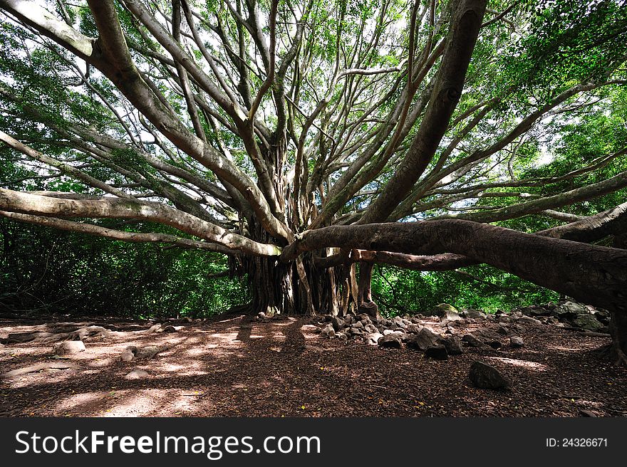 Banyan Tree on the way to Waimoku Falls. Banyan Tree on the way to Waimoku Falls