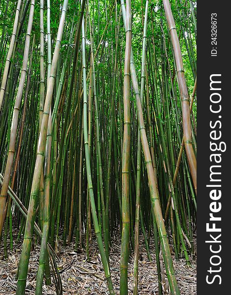 This bamboo forest is on the popular Waimoku Falls Trail on Maui Hawaii. This bamboo forest is on the popular Waimoku Falls Trail on Maui Hawaii