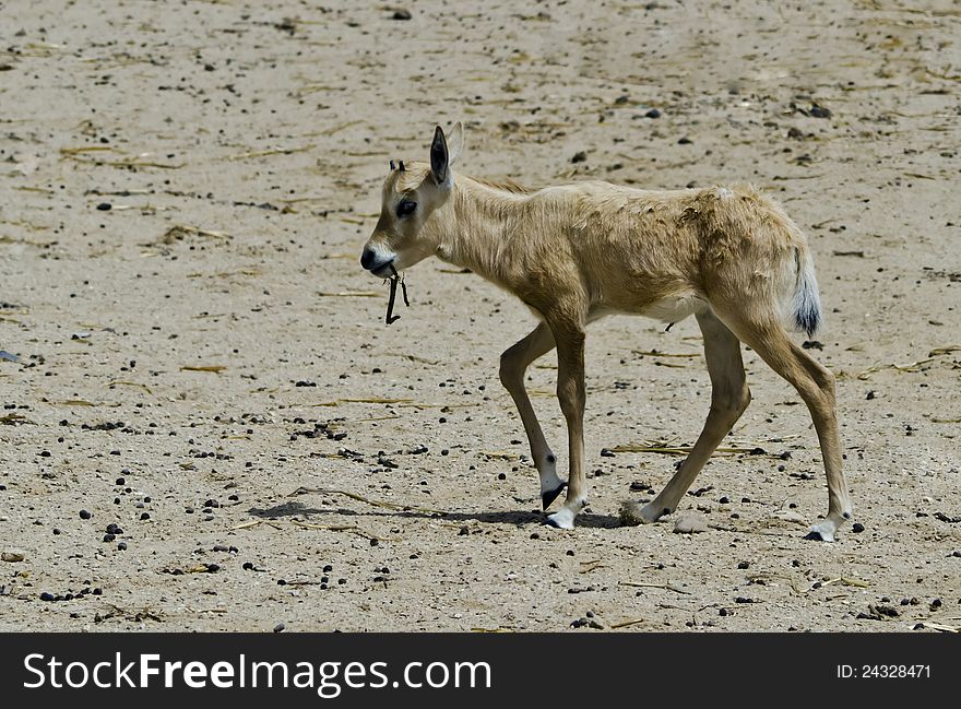 Baby Of Herbivorous Antelope Oryx &x28;Oryx Leucoryx&x29;