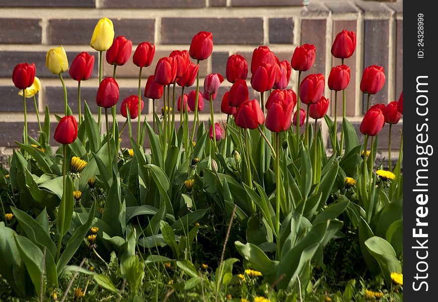 Spring tulips yellow and red in the sun