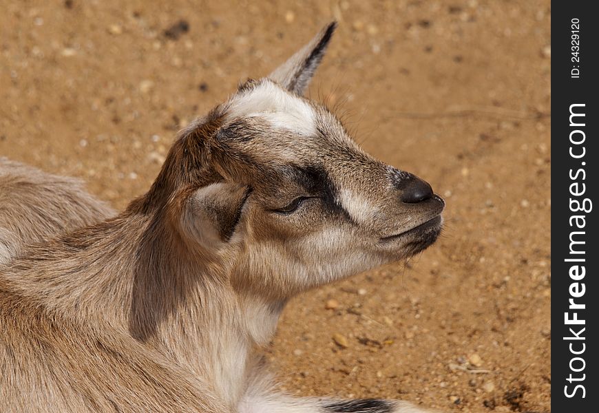 Cute little goat in the sun