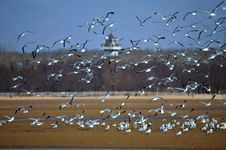 A Group Of Seagull And Sandy Beach Royalty Free Stock Images A Group Of Seagull And Sandy Beach Royalty Free Stock Images