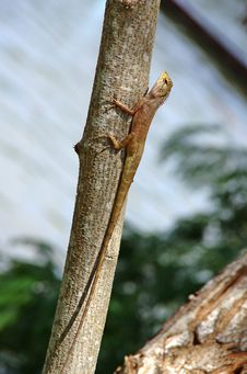 Long Tail Lizard Stock Photos Long Tail Lizard Stock Photos