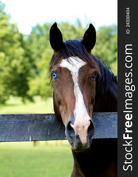 Headshot of striking, blue-eyed horse with white blaze against summer greenery. Headshot of striking, blue-eyed horse with white blaze against summer greenery