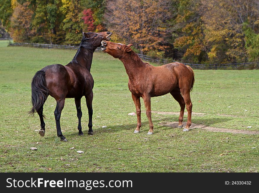 Two brown horses in green meadow, playing. Two brown horses in green meadow, playing