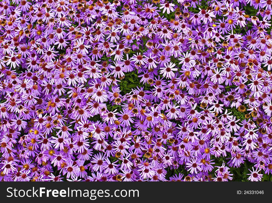 Purple chrysanthemum flowers (autumn vivid background)