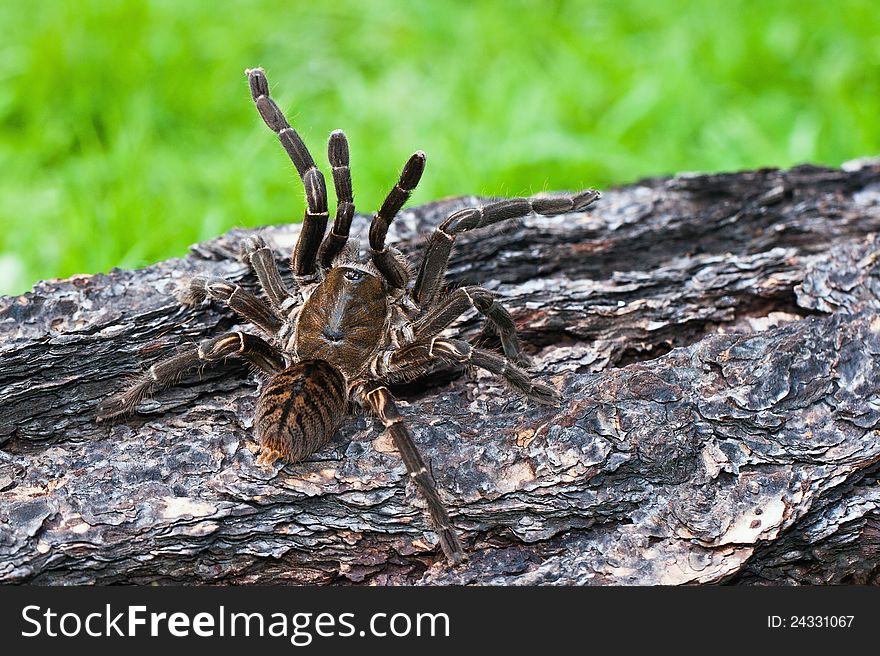 Giant tarantula on the bark