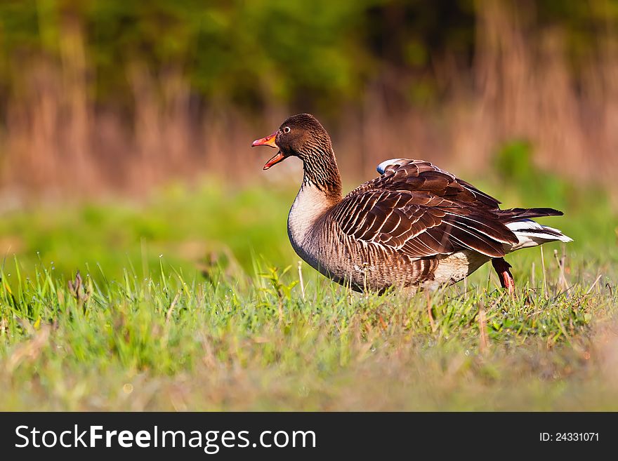 Wild goose walking across the lawn