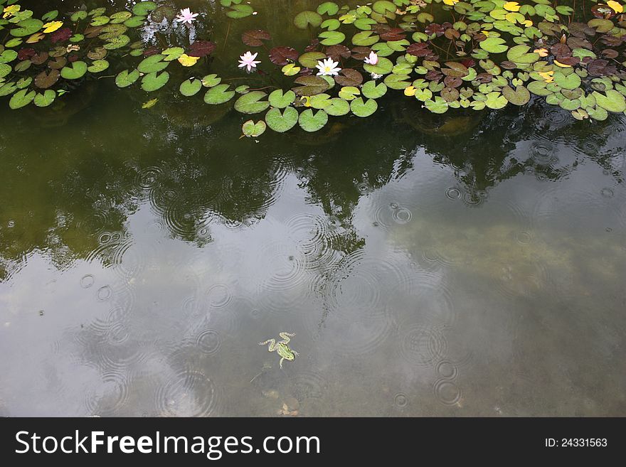 A lily pond under the rain with a lazy frog. A lily pond under the rain with a lazy frog