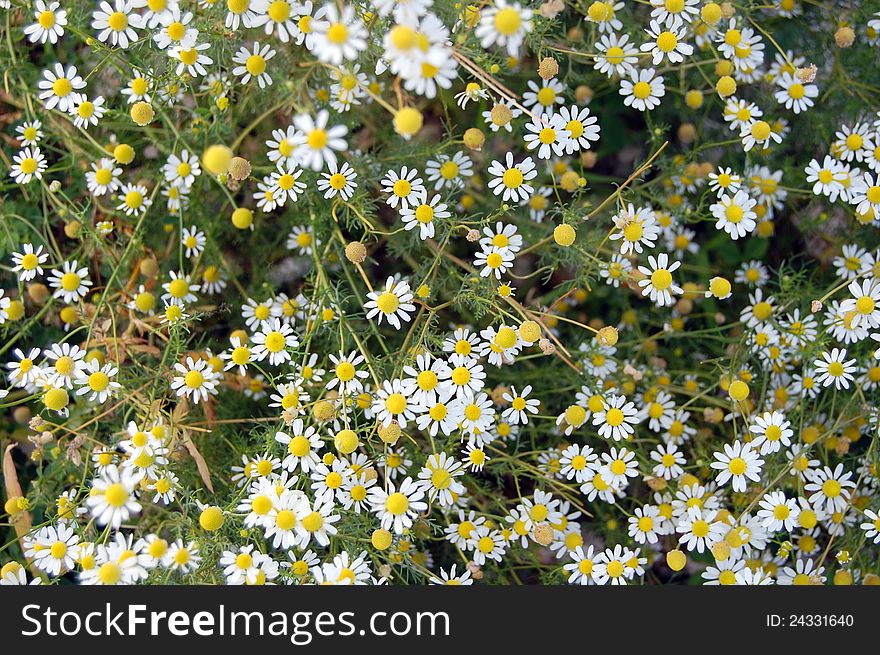 Green grass with many chamomile daisies as background