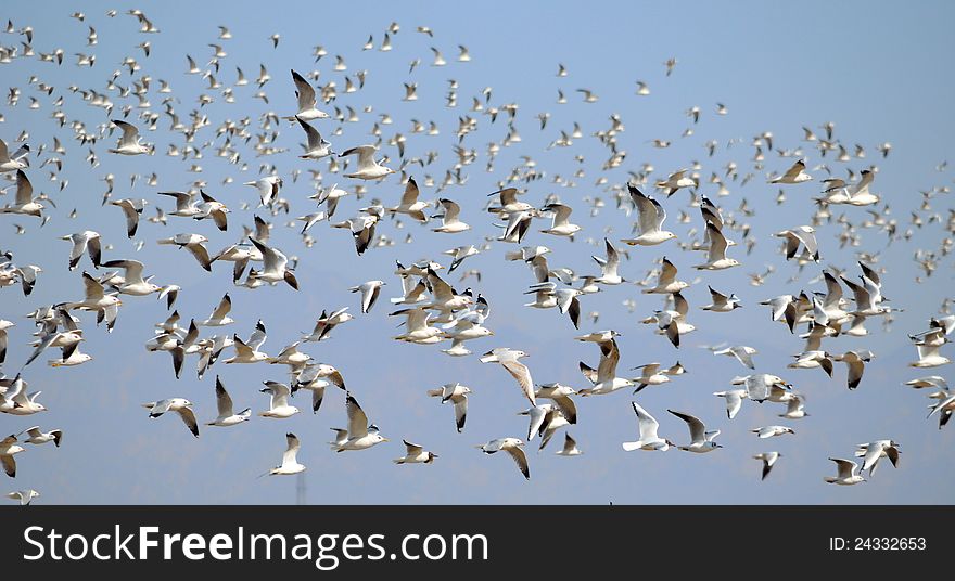 A group of seagull flying in the sky,A beautiful natural environment, a place of leisure. A group of seagull flying in the sky,A beautiful natural environment, a place of leisure