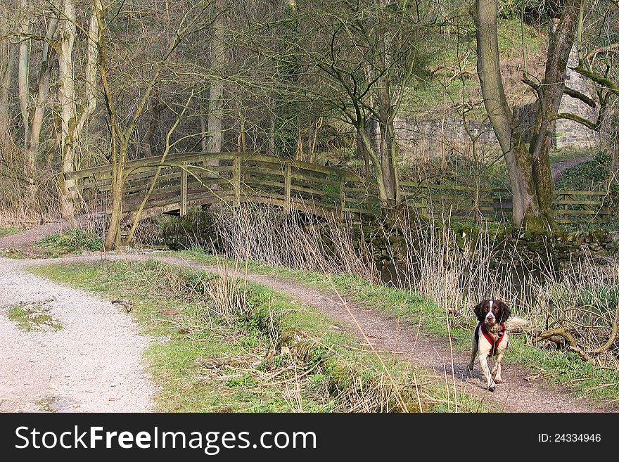 A springer spaniel in front of a wooden arched bridge over a small river in woodland