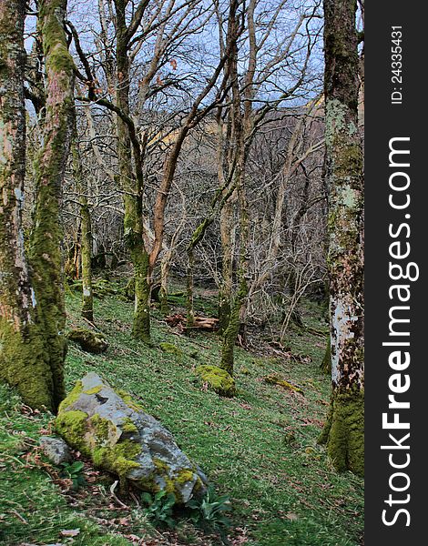 A tree next to a moss covered stone in a forest. A tree next to a moss covered stone in a forest