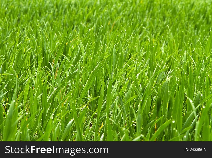 Early morning dew on the green grass. Early morning dew on the green grass