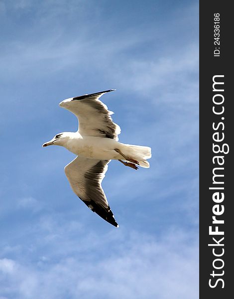 Seagull in flight with the blue sky background