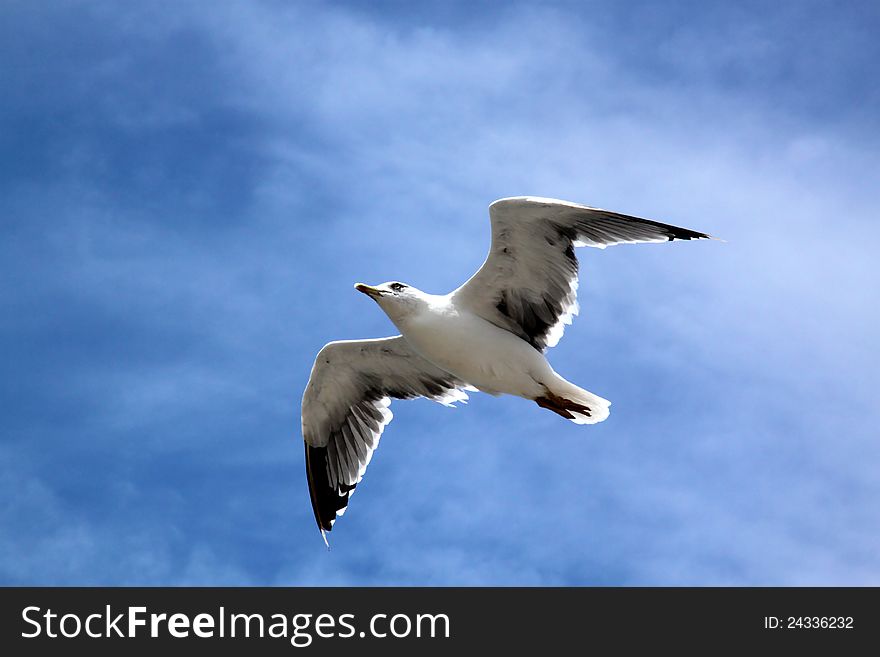 Seagull in flight with the blue sky background