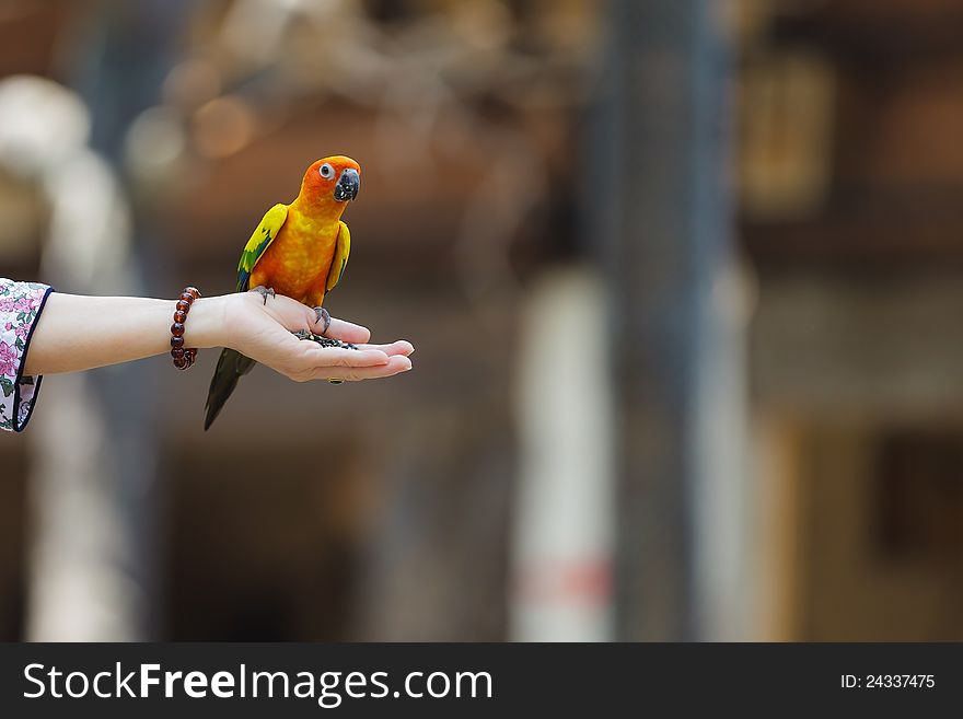 Colorful parrot sitting on human hand. Colorful parrot sitting on human hand