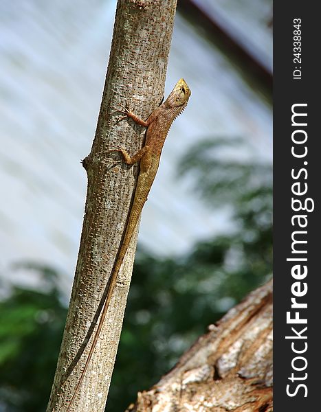 This lizard has a long tail. there are thorns on its back-neck. it belongs to the reptile group of animals. it could grasp firmly on the bark of a tree because of its sharp and pointed claws. bright and vibrant colour. This lizard has a long tail. there are thorns on its back-neck. it belongs to the reptile group of animals. it could grasp firmly on the bark of a tree because of its sharp and pointed claws. bright and vibrant colour.