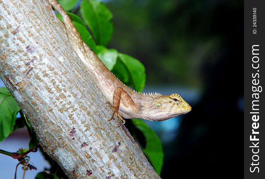 This lizard possesses sparkling eyes. there are pointed-thorns on its back-neck. well-textured on its scaly-skins. movable quadratic bone. it has a very keen eye-site and it also uses body language posturing and gestures such as head-bobbing to communicate. This lizard possesses sparkling eyes. there are pointed-thorns on its back-neck. well-textured on its scaly-skins. movable quadratic bone. it has a very keen eye-site and it also uses body language posturing and gestures such as head-bobbing to communicate.