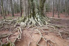 Montseny Natural Park Royalty Free Stock Images Montseny Natural Park Royalty Free Stock Images