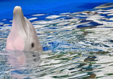 Dolphin Headshot Royalty Free Stock Image