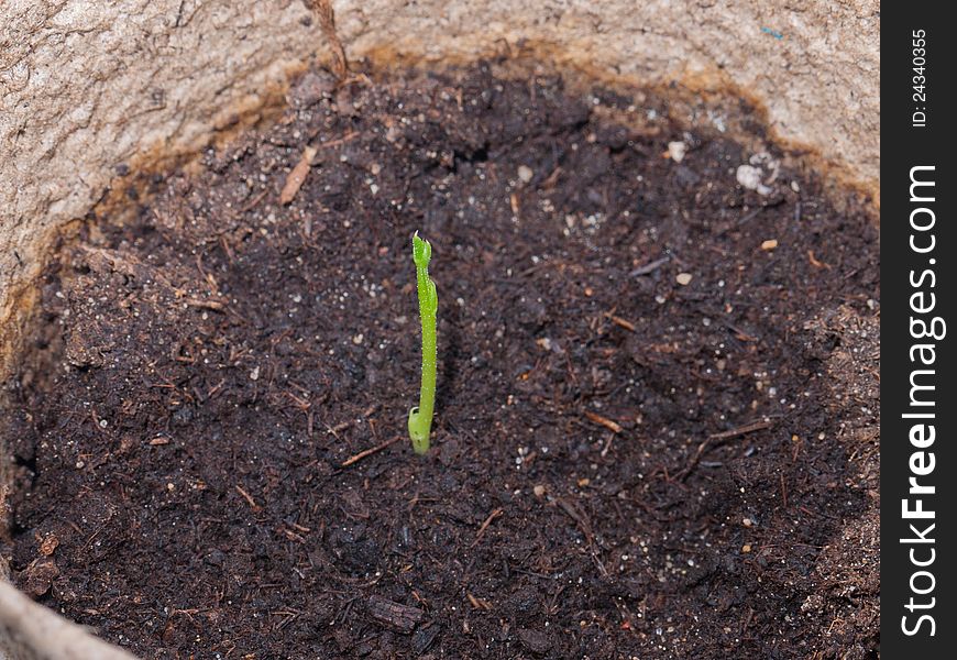 A pea shoot that is a just few days old. A pea shoot that is a just few days old.