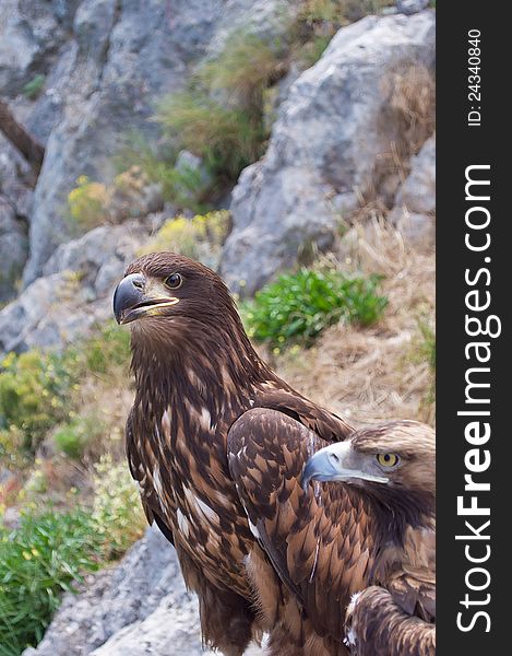 Two eagles on the lookout in the Crimean mountains