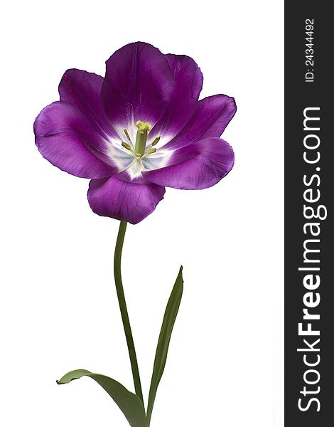 A purple tulip on a white background. A purple tulip on a white background