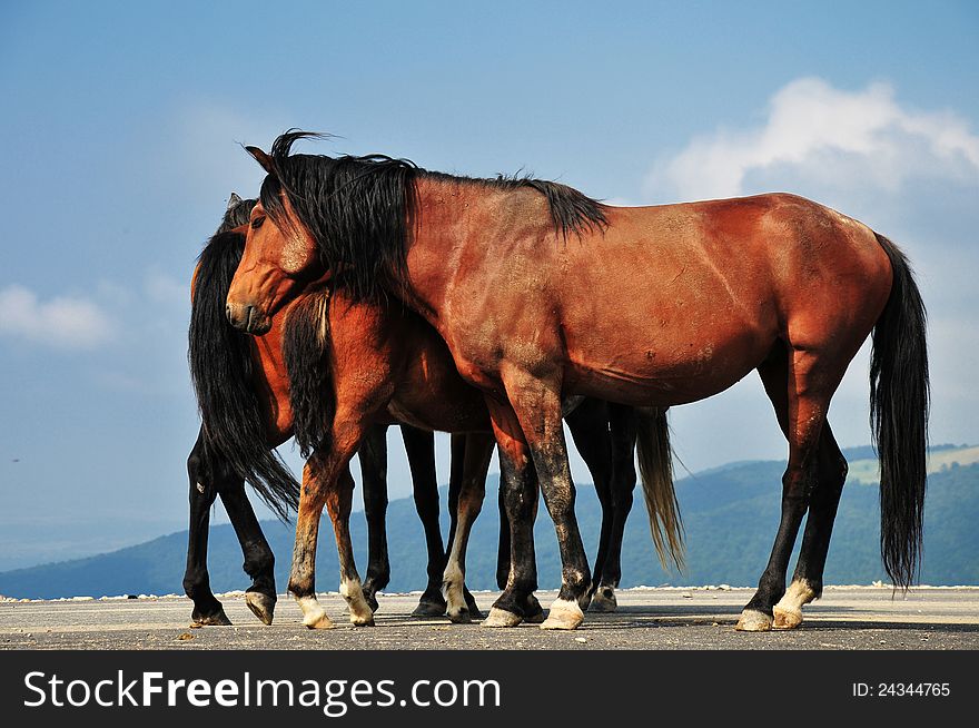 Beautiful family horses on a mountain road on blue background. Beautiful family horses on a mountain road on blue background