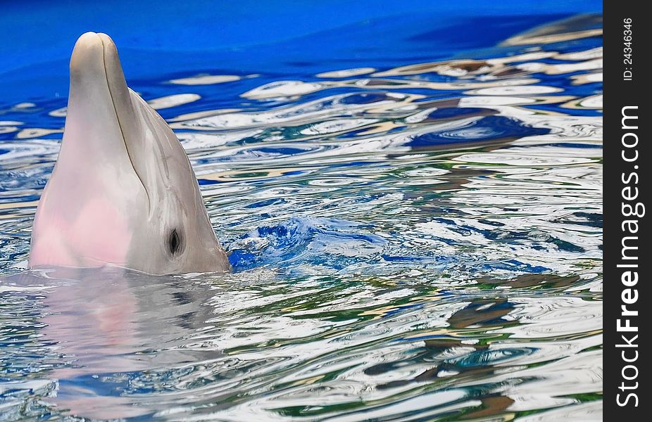 Playful dolphin poking head out of water. Playful dolphin poking head out of water.