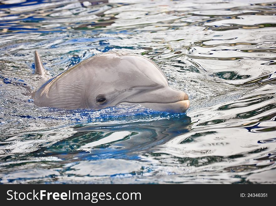 Dolphin swimming in water creating waves.