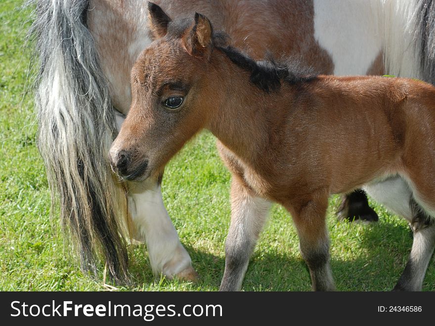 A tiny miniature foal standing next to its mother.