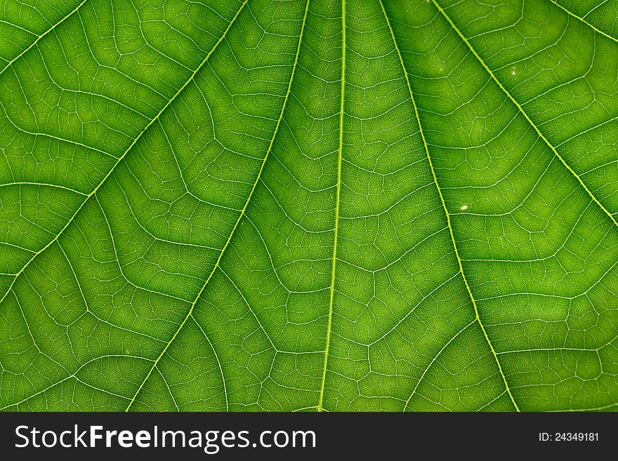 Green leaf texture as a background
