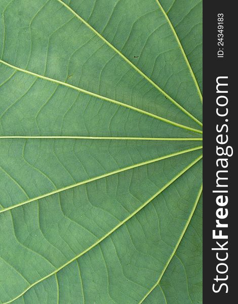 Green leaf texture as a background