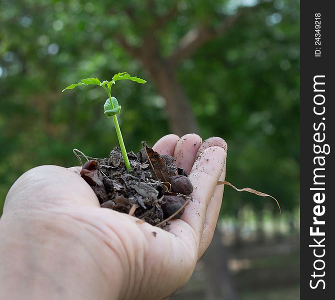 Little plant in hand