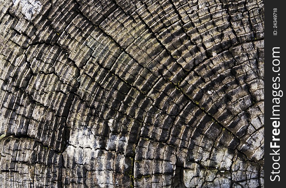 A close up shot of an old tree stump. A close up shot of an old tree stump