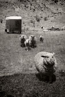Sheep Running Away Stock Photography