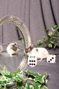 Mouse In A Mirror Royalty Free Stock Photography