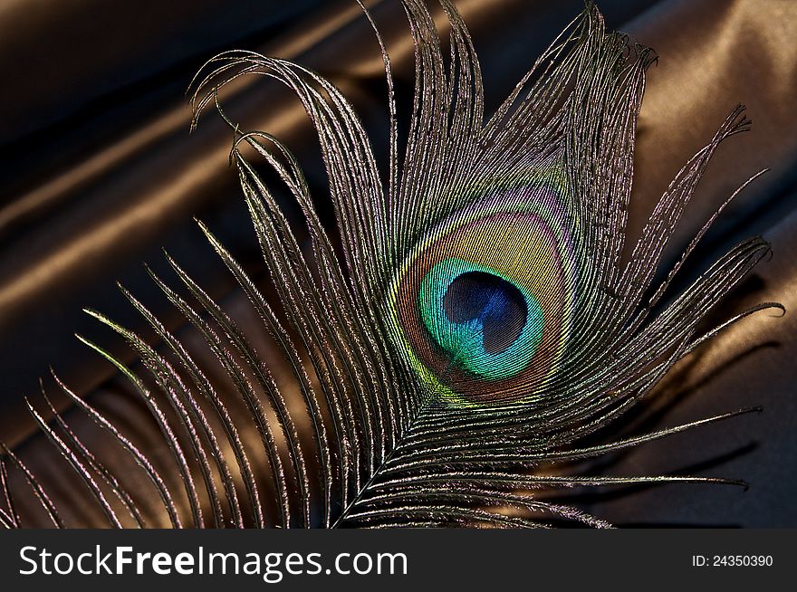 Against the background of a dark brown satin fabric shows a peacock pero.Pod bright light clearly visible to the texture and color transitions. Against the background of a dark brown satin fabric shows a peacock pero.Pod bright light clearly visible to the texture and color transitions.