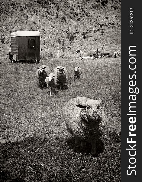 Single pet sheep running away from a group of four farm sheep