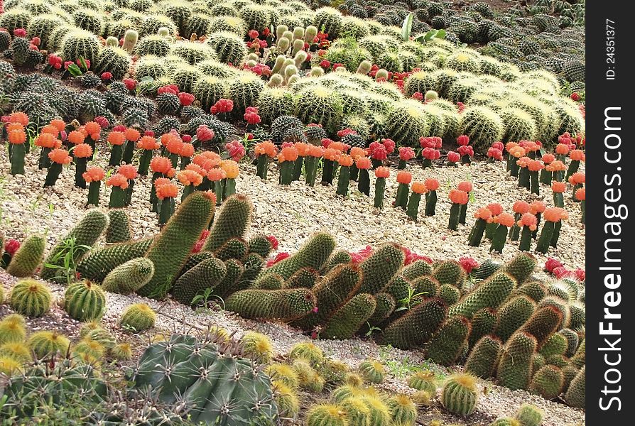 A variety of flowering cacti in open space. A variety of flowering cacti in open space