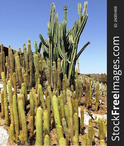 Thickets of various cactuses in open space. Thickets of various cactuses in open space