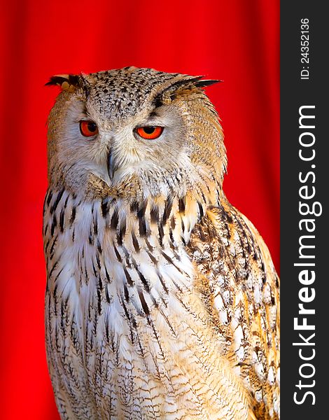 Tame owl on a red background. Tame owl on a red background