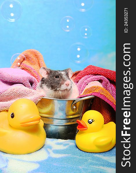 A tiny grey and white mouse sits in a bath tub with yellow rubber ducks, a towel, and bubbles floating overhead. A tiny grey and white mouse sits in a bath tub with yellow rubber ducks, a towel, and bubbles floating overhead