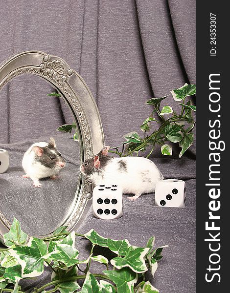 A tiny grey and white mouse looks into a mirror at own reflected image of face with lucky seven dice. A tiny grey and white mouse looks into a mirror at own reflected image of face with lucky seven dice