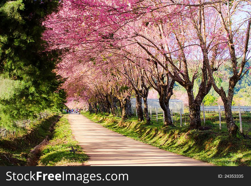 Wild Himalayan Cherry Tree at Chiangmai Thailand