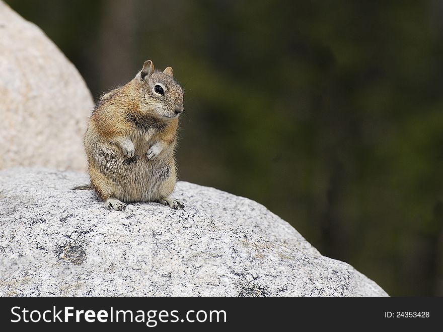 A fat ground squirrel sits up on a smooth granite rock. A fat ground squirrel sits up on a smooth granite rock