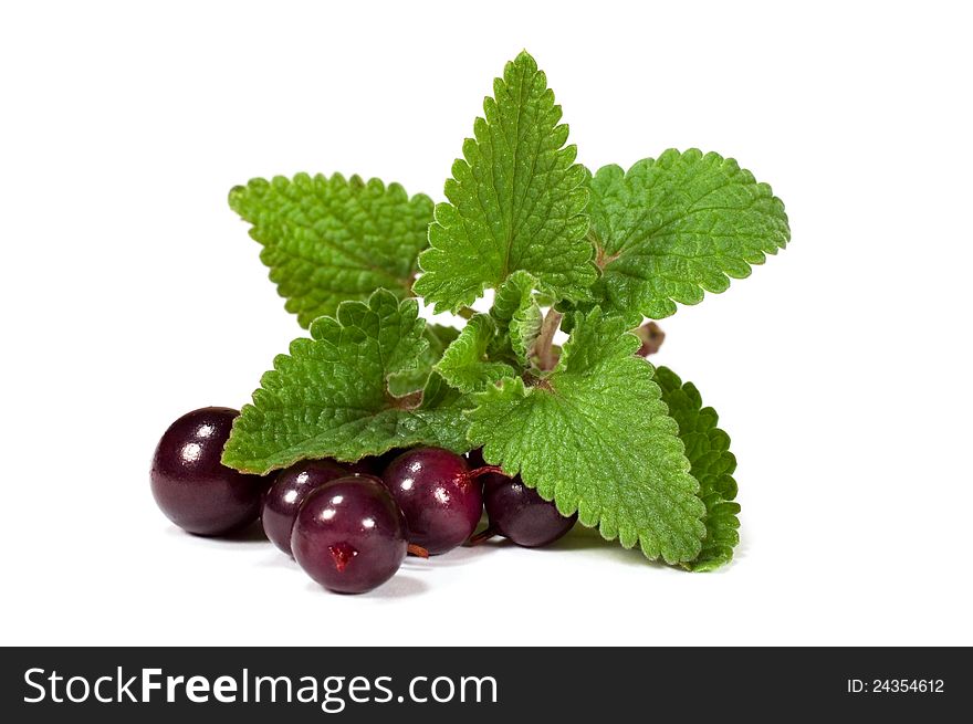 Melissa with berries on a white background